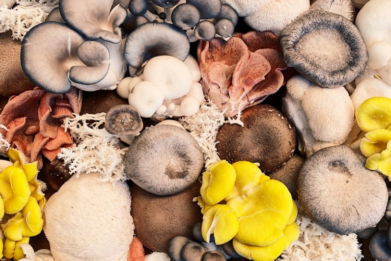 Make Room for Mushrooms!