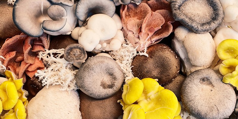 Make Room for Mushrooms!